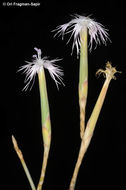 Image of Dianthus sinaicus Boiss.