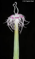 Image of Dianthus sinaicus Boiss.