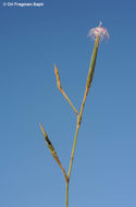 Image of Dianthus sinaicus Boiss.