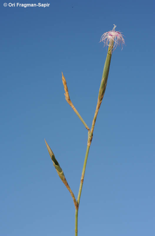 Image of Dianthus sinaicus Boiss.