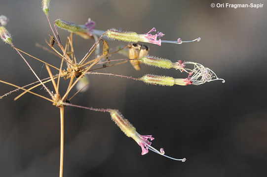 Image of Ankyropetalum gypsophiloides Fenzl