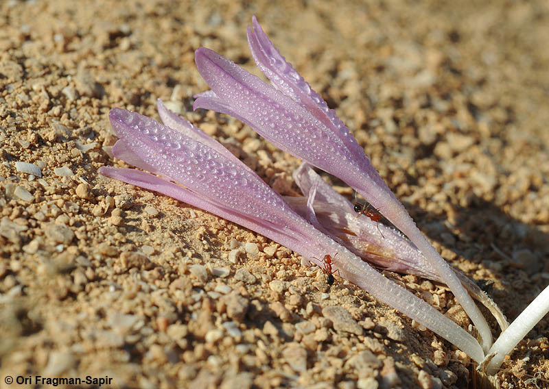 Image of Colchicum tunicatum Feinbrun