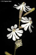 Image of Silene colorata Poir.