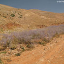 Image of <i>Eryngium billardieri</i>