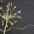 Image de Allium tardiflorum Kollmann & Shmida