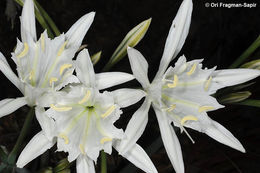 Imagem de Pancratium maritimum L.