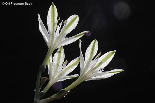 Image of Vagaria parviflora (Desf. ex Redouté) Herb.