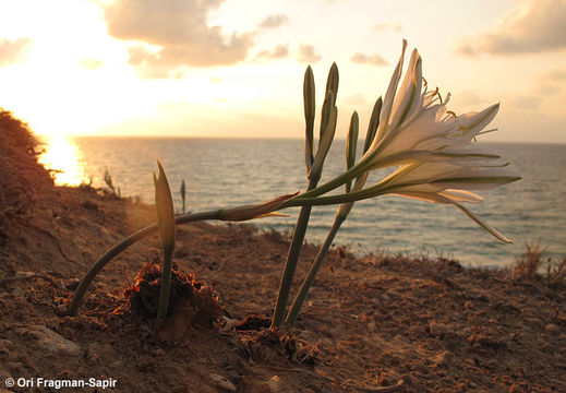 Imagem de Pancratium maritimum L.