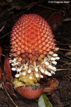 Image of Fungus root