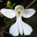 Habenaria dentata (Sw.) Schltr. resmi