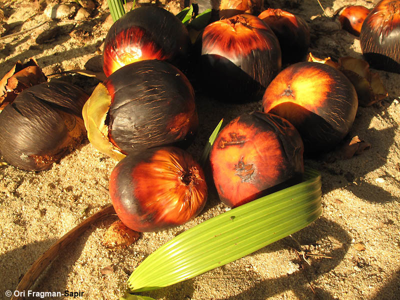 Image of toddy palm