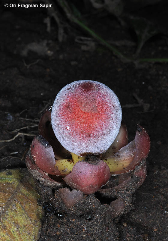 Image of Fungus root