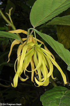 Imagem de Ylang ylang