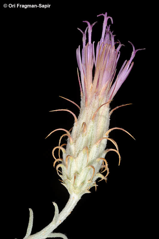 Image of Jurinea staehelinae (DC.) Boiss.