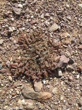 Imagem de Euphorbia granulata Forssk.