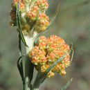 Image of <i>Helichrysum rubicundum</i>