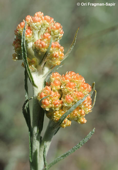 Image of <i>Helichrysum rubicundum</i>