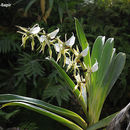 Image of Angraecum