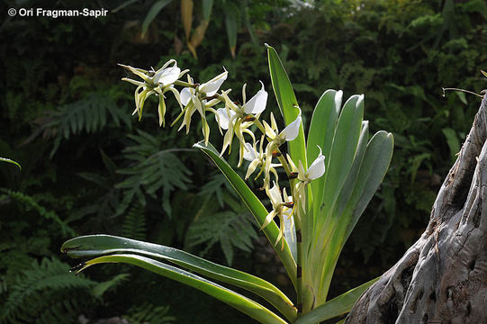 Imagem de Angraecum eburneum Bory