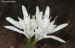 Image of sea-daffodil