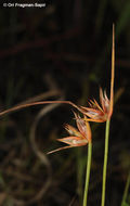 Image of dwarf rush