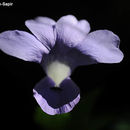 Imagem de Barleria strigosa Willd.