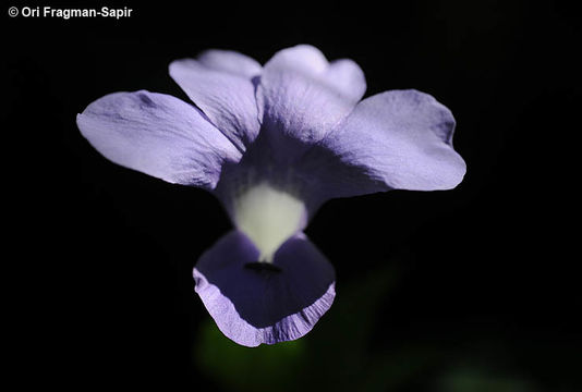 Imagem de Barleria strigosa Willd.