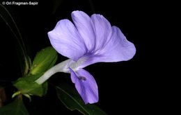 Imagem de Barleria strigosa Willd.