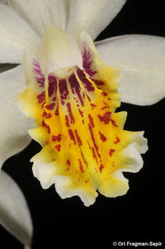 Image of Bletilla formosana (Hayata) Schltr.