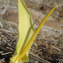 Image of Biarum auraniticum Mouterde