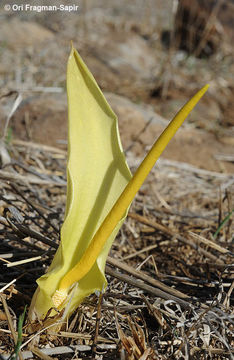 Image of Biarum auraniticum Mouterde