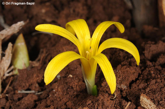 Image de Sternbergie à fleurs de colchique