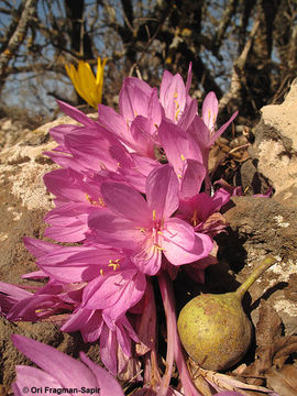Image of Colchicum feinbruniae K. Perss.