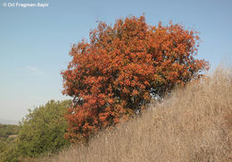 Image of Mt. Atlas mastic tree