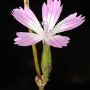 Imagem de Dianthus strictus Banks & Solander