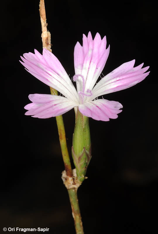 Image of Dianthus strictus Banks & Solander