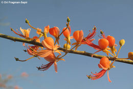 Image de Capparis decidua (Forsk.) Edgew.