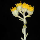 Image of Achillea fragrantissima (Forsk.) Sch. Bip.