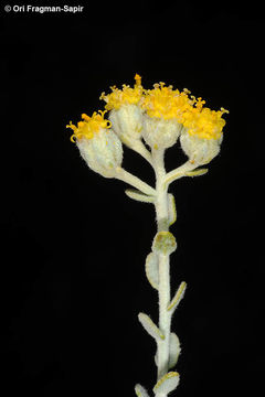 Sivun Achillea fragrantissima (Forsk.) Sch. Bip. kuva