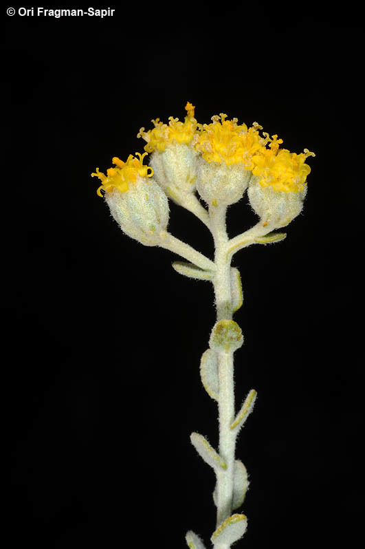 Image of Achillea fragrantissima (Forsk.) Sch. Bip.