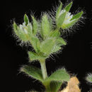 Sivun Cerastium illyricum Ard. kuva