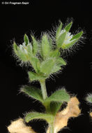 Image of Cerastium illyricum Ard.