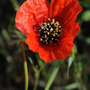 Image of spotted Asian poppy
