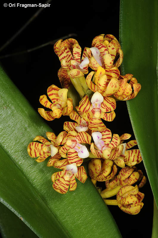 Image of Banana Orchid
