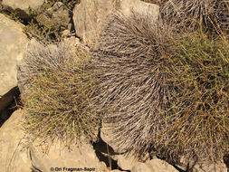 Image of Euphorbia erinacea Boiss. & Kotschy