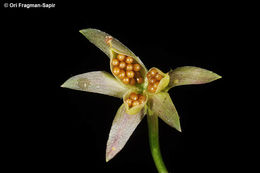 Image of Horned Pansy