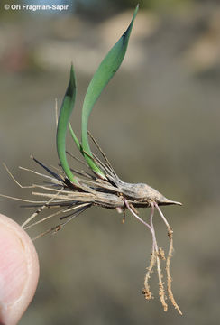 Image of ovate goatgrass