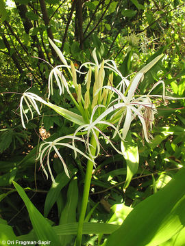 Imagem de Crinum asiaticum L.