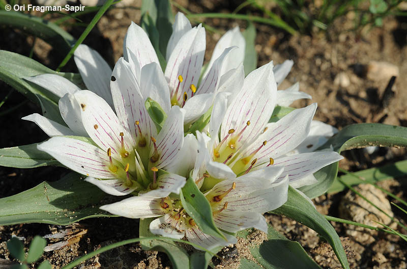 Image of Androcymbium palaestinum Baker