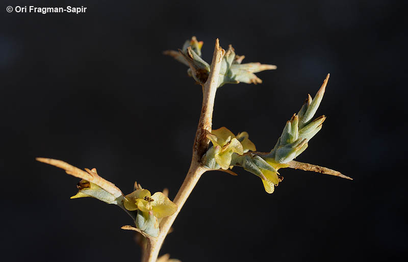 Imagem de Noaea mucronata (Forsk.) Ascherson & Schweinf.